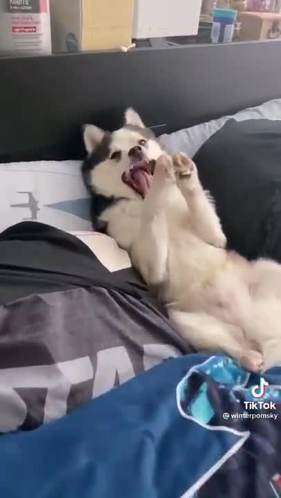 Adorable and Funny Husky Lays in Bed as if it is his