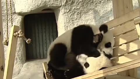 Lovely Pandas playing on the slide