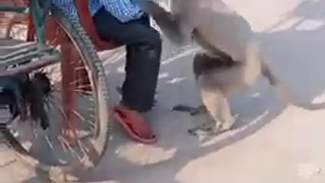 langur ki dosti or insani bache ki _grinning_ kese bhai
