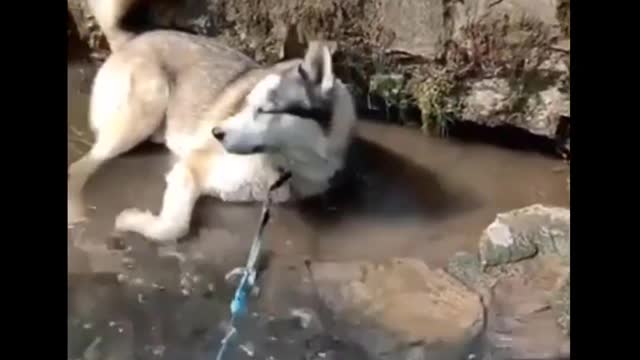 Funny And SOO Cute Husky Puppies Compilation #1 - Cutest Husky Puppy #Dogs #Animals #Cute