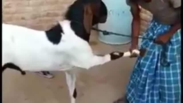 How to Teach to Goat...???