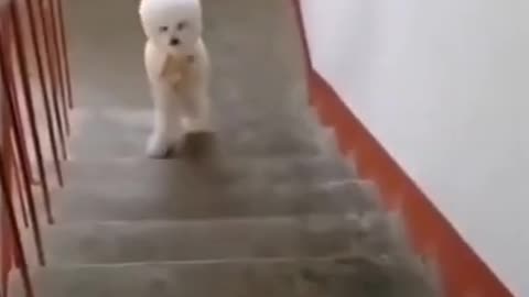 Cute Dog