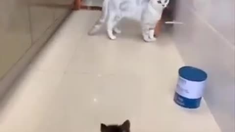 cat frightened by a kitten