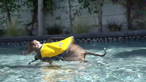 How to teach your dogs wo swim, love my dogs