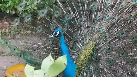 Peacock opening screen is very beautiful