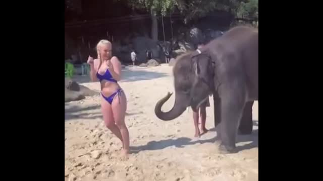 Elephant Demonstrates How To Flirt With Attractive Women