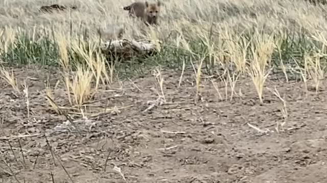 Curious Red Fox Pups Playing While Mom Is Out Hunting