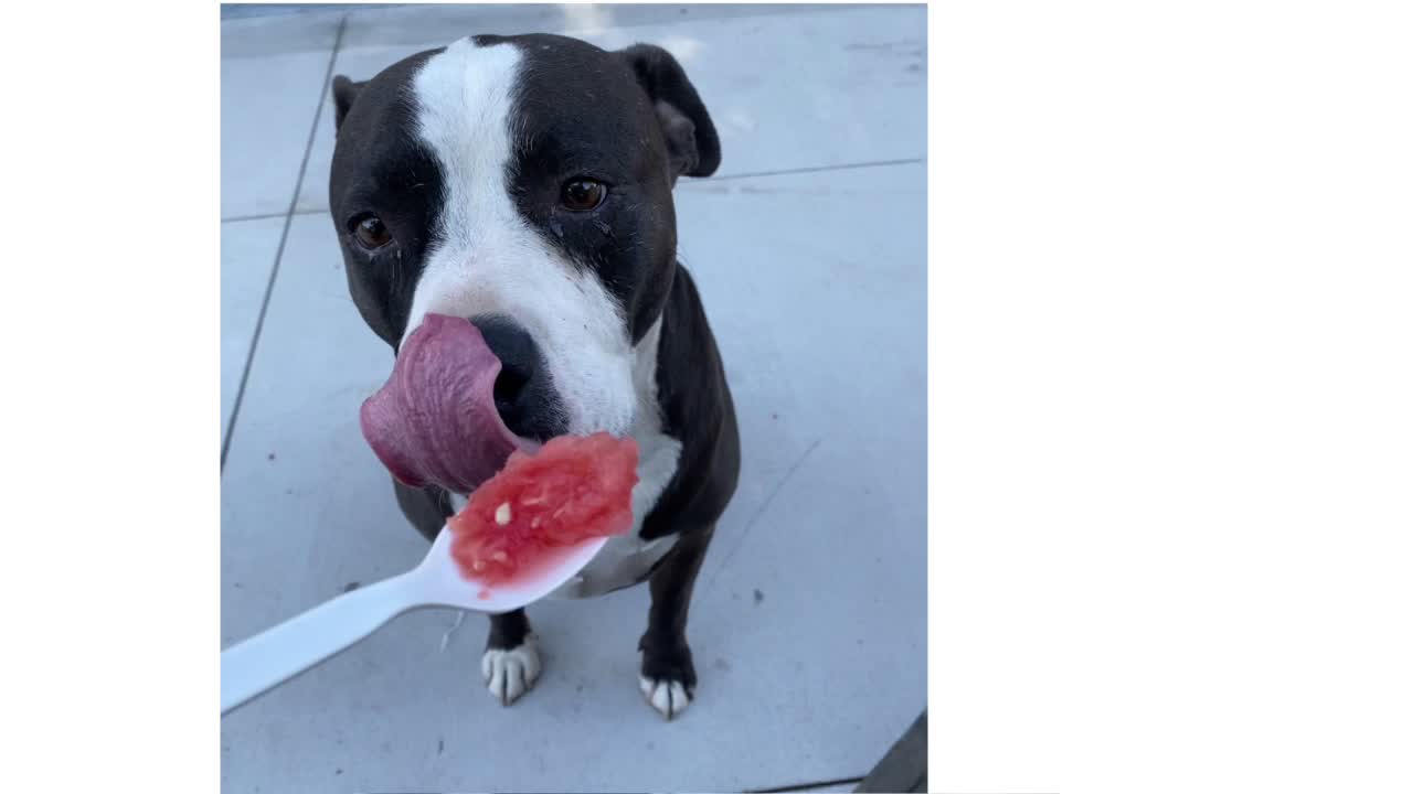 Furbabies & Watermelon