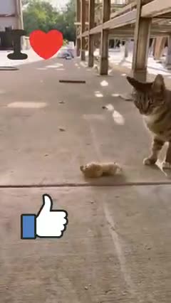 cat and rat funny videos