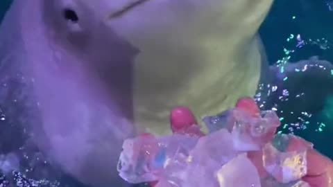 ice