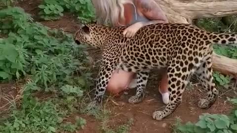 Leopard snuggles and kisses