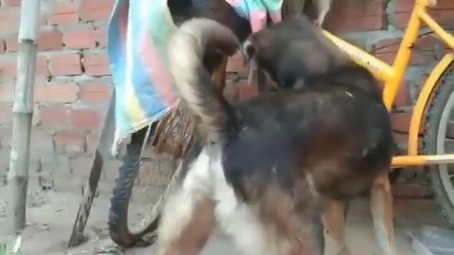 Awesome dog take care of a lovely baby monkey