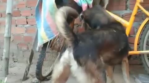 Awesome dog take care of a lovely baby monkey