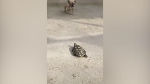 Cute dog is running away from fast turtle