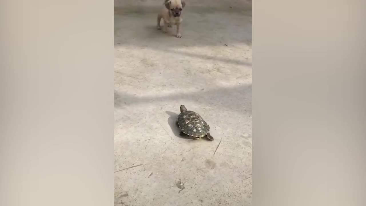 Cute dog is running away from fast turtle