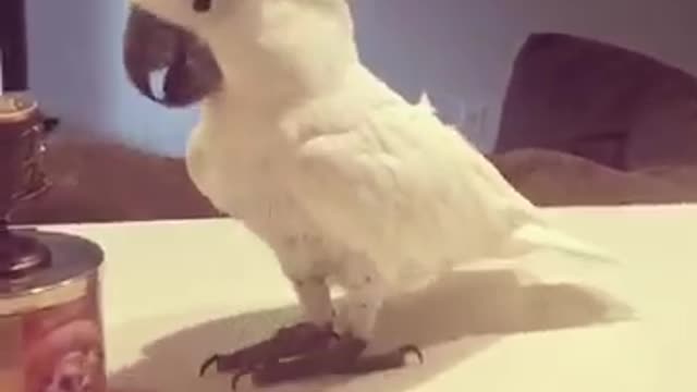 Cockatoo shows off impressive dance moves