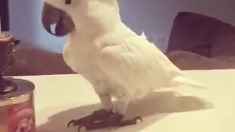 Cockatoo shows off impressive dance moves