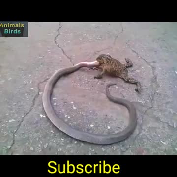 Snake vs Frog