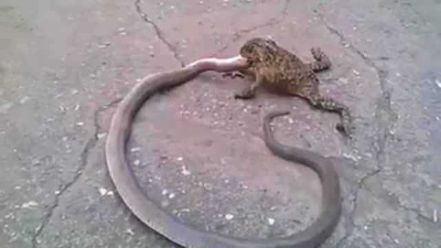 Snake vs Frog