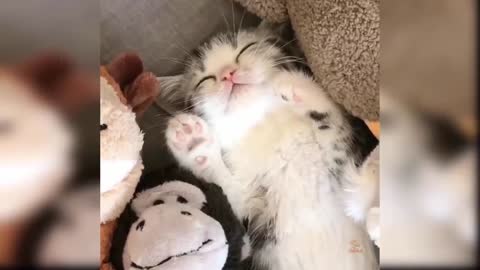 Cute baby cat Playing