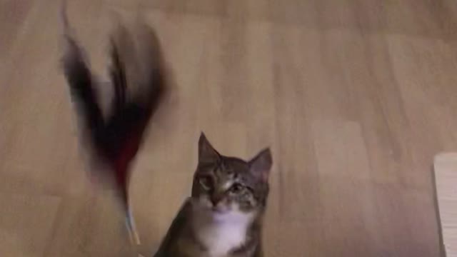 cat toy so fast