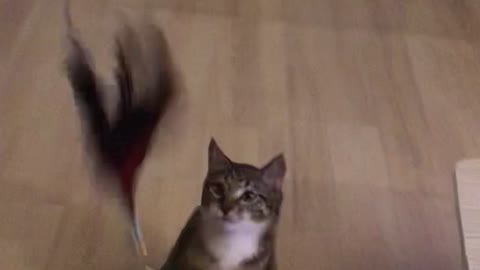 cat toy so fast