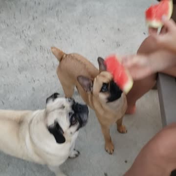 Faith and LuLu eating watermelon
