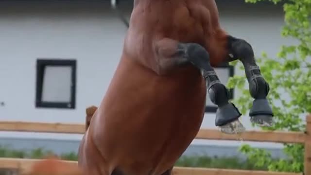 The Powerful Horse