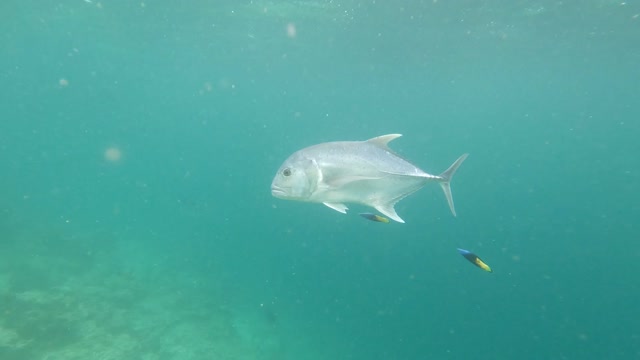 The Giant Trevally