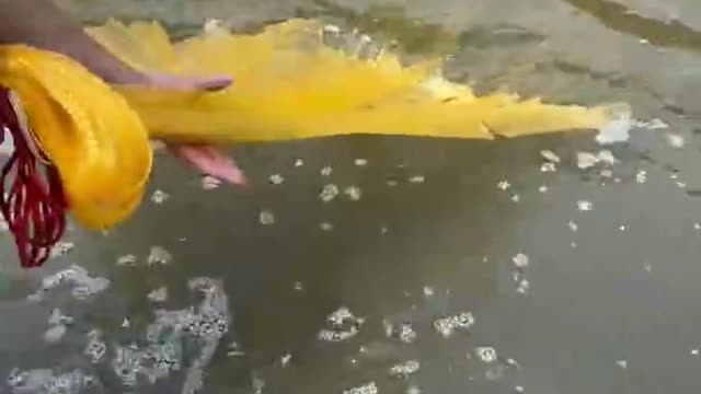 Best Asian Fishing Technique