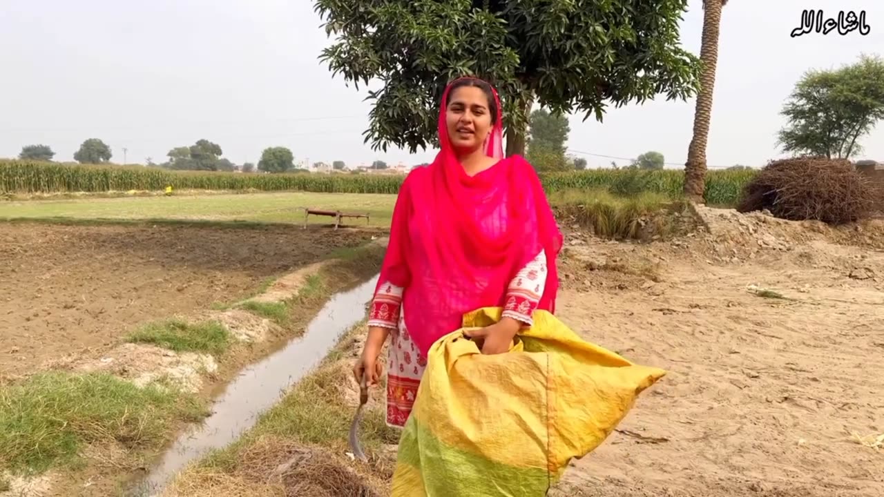 Pakistan village life