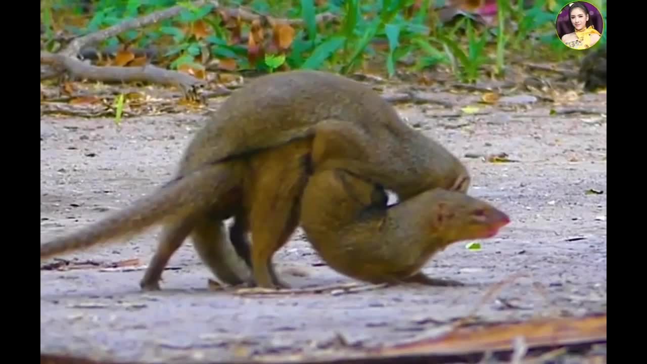 mongooses meeting making love wild pets and animals video