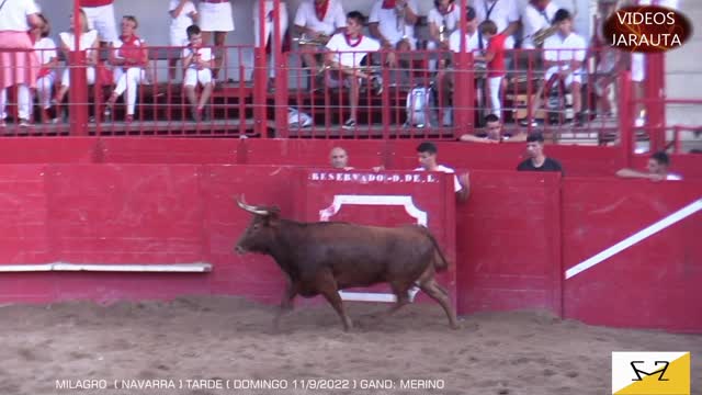 ARRIBA LA VACA DE MERINO EN MILAGRO