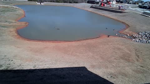 The Pond
