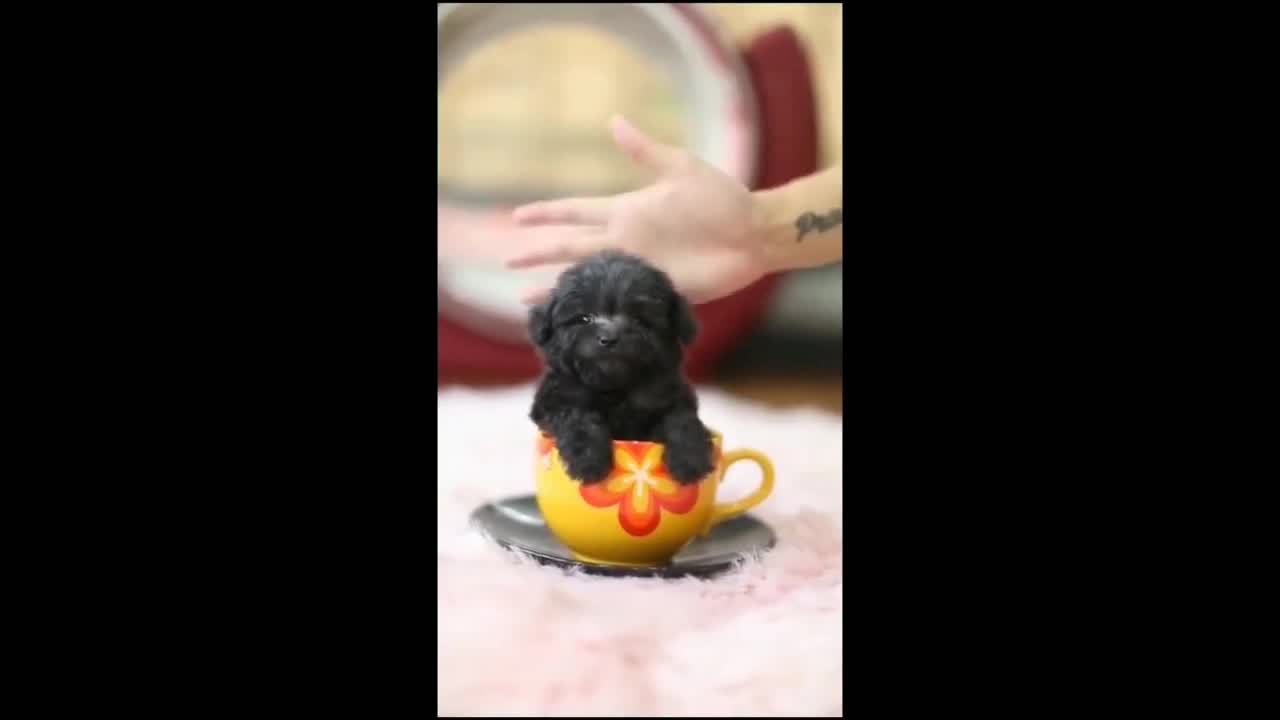 Doggy Video