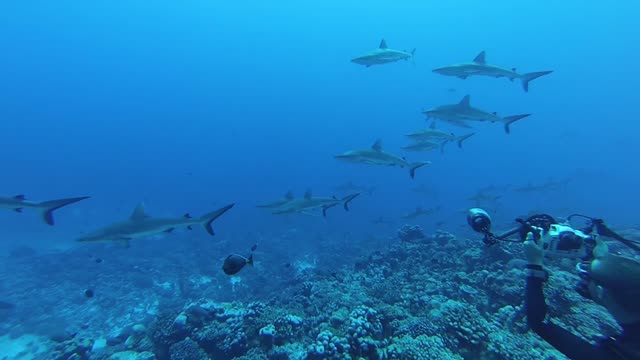 Challenging Vacation, Diving into Shark's Nest in the Socorro islands