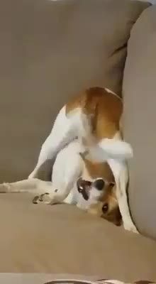 Dog & His Pendulum Tail....!