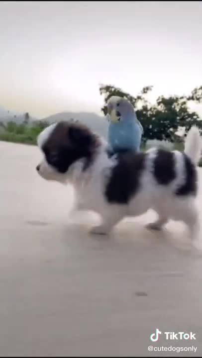 Funny dogs - Try not to laugh