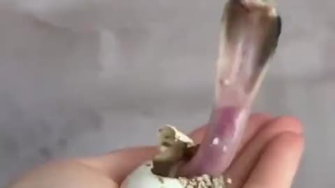 Baby Cobra Hatched