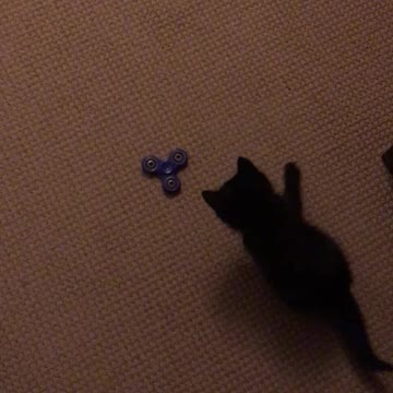 Curious kitten loves to play with fidget spinner