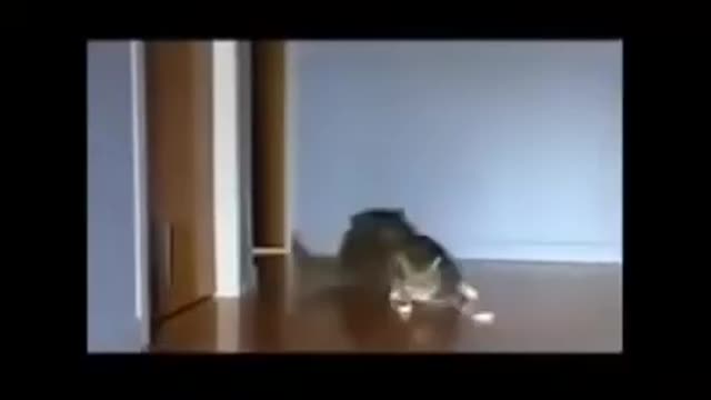 Cat video