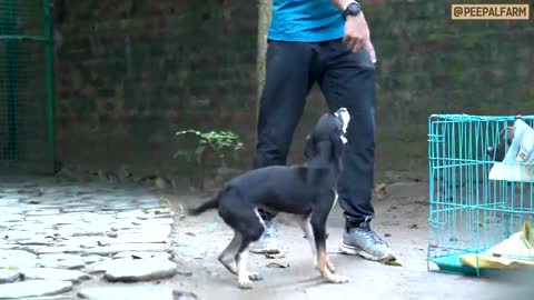 Dog puppy delivered in a cardboard Box! Dog recused #LOve