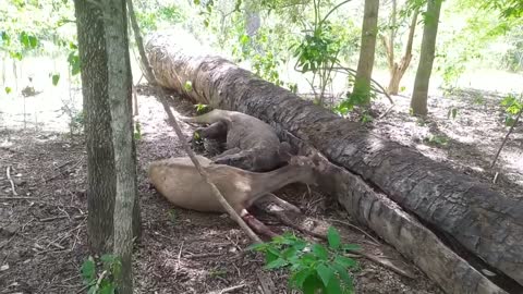 KOMODO DRAGON EATING ALIVE PREGNANT DEER AND BABY INSIDE (GRAPHICS CONTENT)