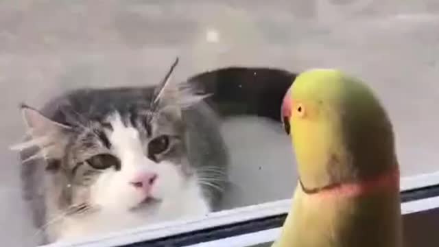 Come on baby....Lets play. Cute Parrot🦜😍 playing with baby Cat😾😾