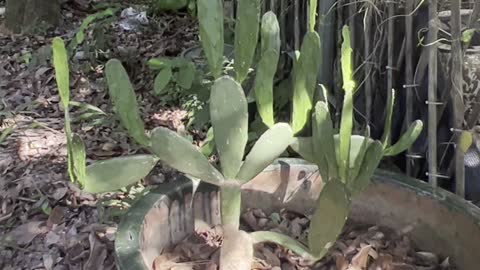 I saw a beautiful cactus on the road and couldn't help recording a video.