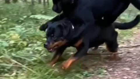 The panther and the dog became friends