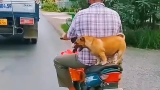 Top 3 funny dog 🐶🐶