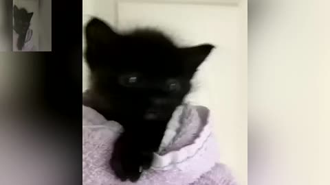 Is the little black cat cute?