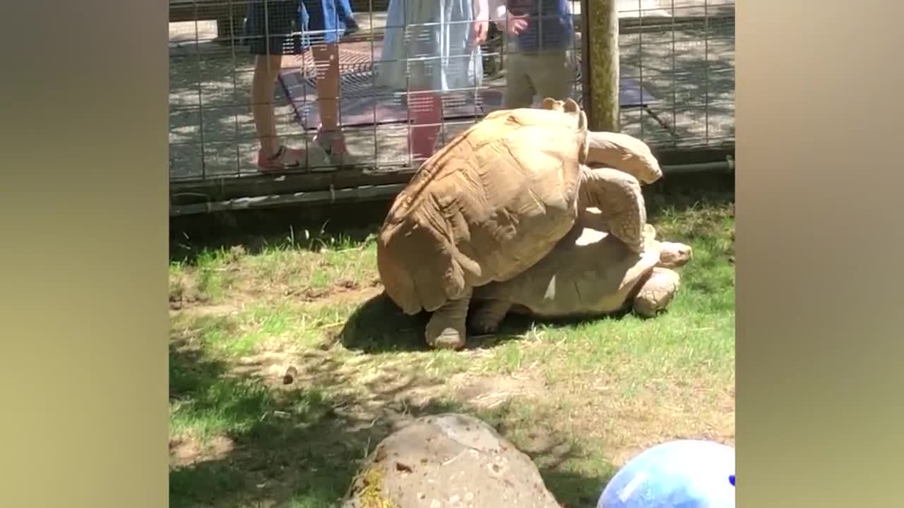 Funny Baby Reaction At The Zoo | Try Not To Laugh