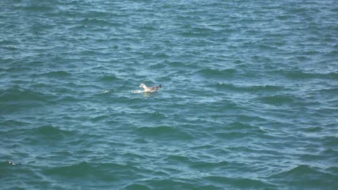 Is the seabird (seagull) simply a carnivore or a cannibal at the same time?